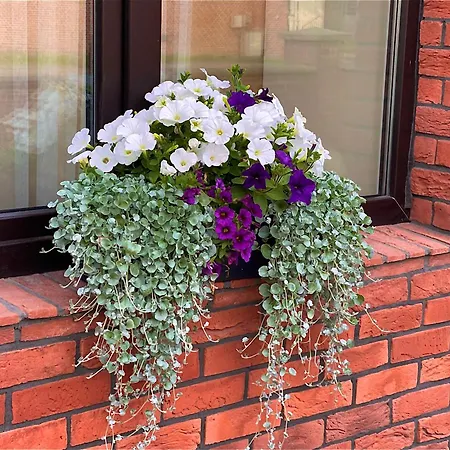 Lejlighed Apartamentai Kubu Klaipėda